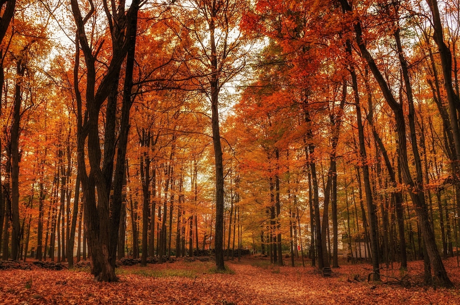 A forest in the Fall