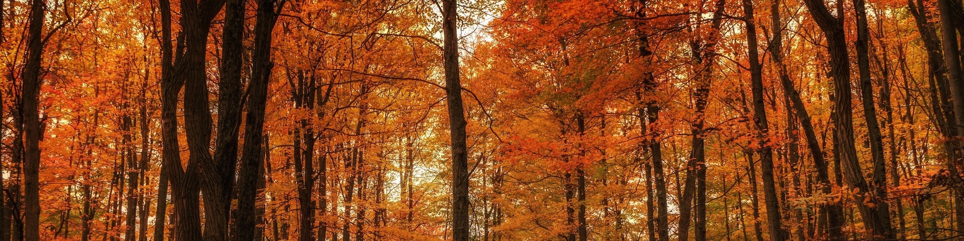 A forest in the Fall