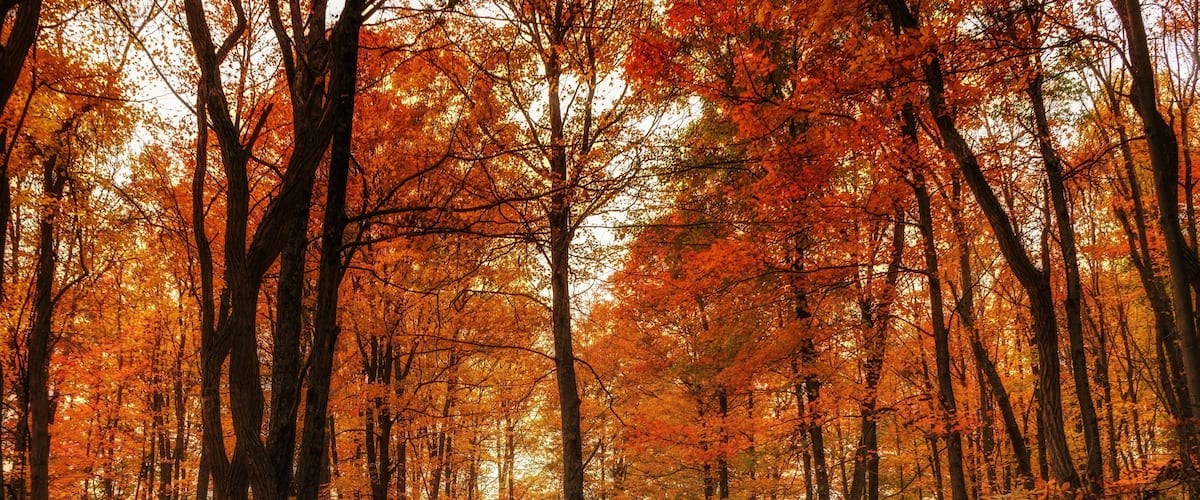A forest with tall trees and a ground covered in fallen leaves.