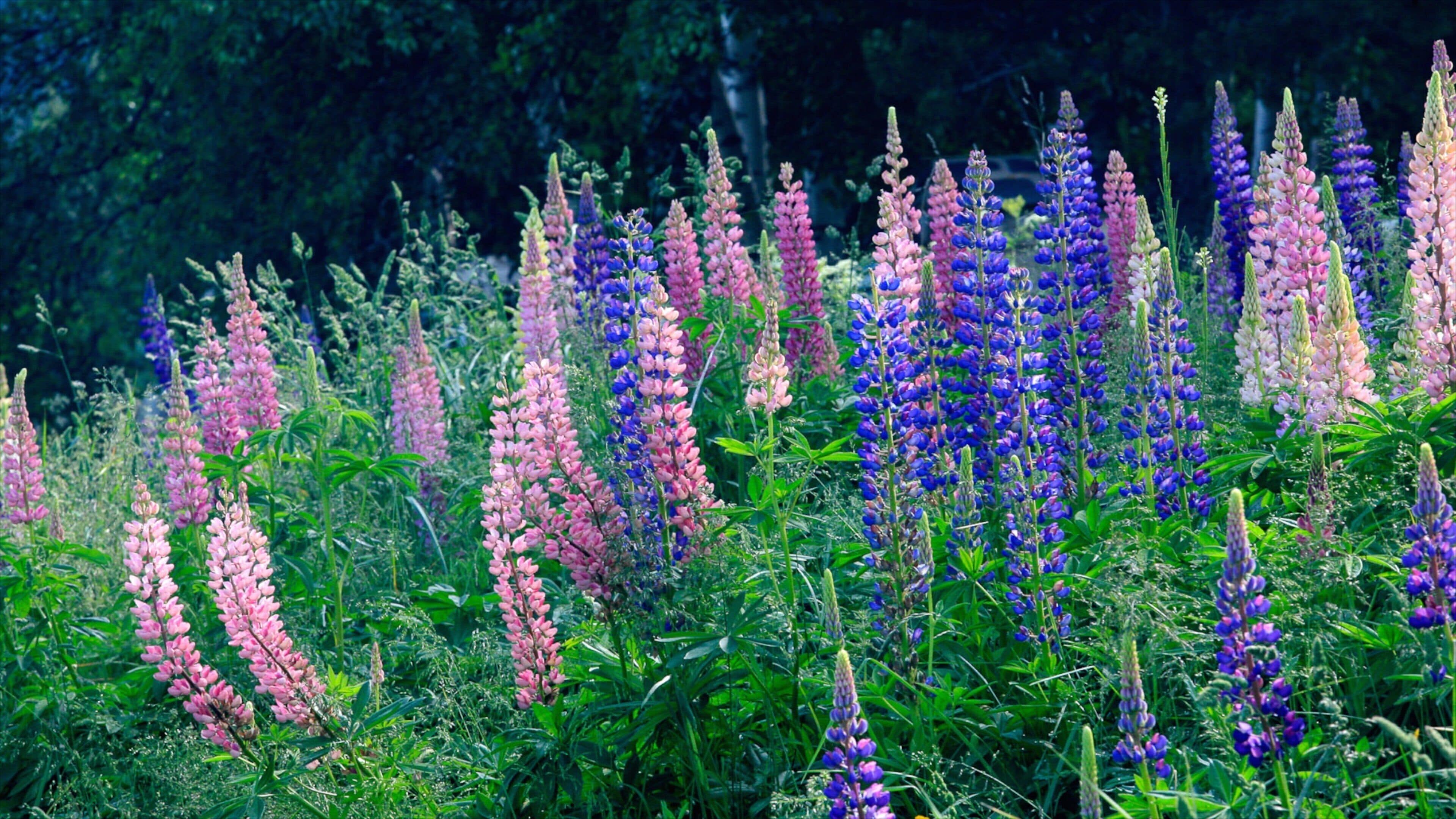 Font-Romeu-Odeillo-Via showing flowers