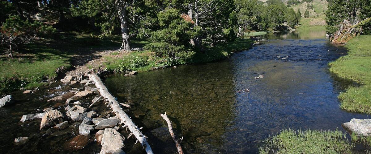 A clear mountain stream with rocks and trees.
