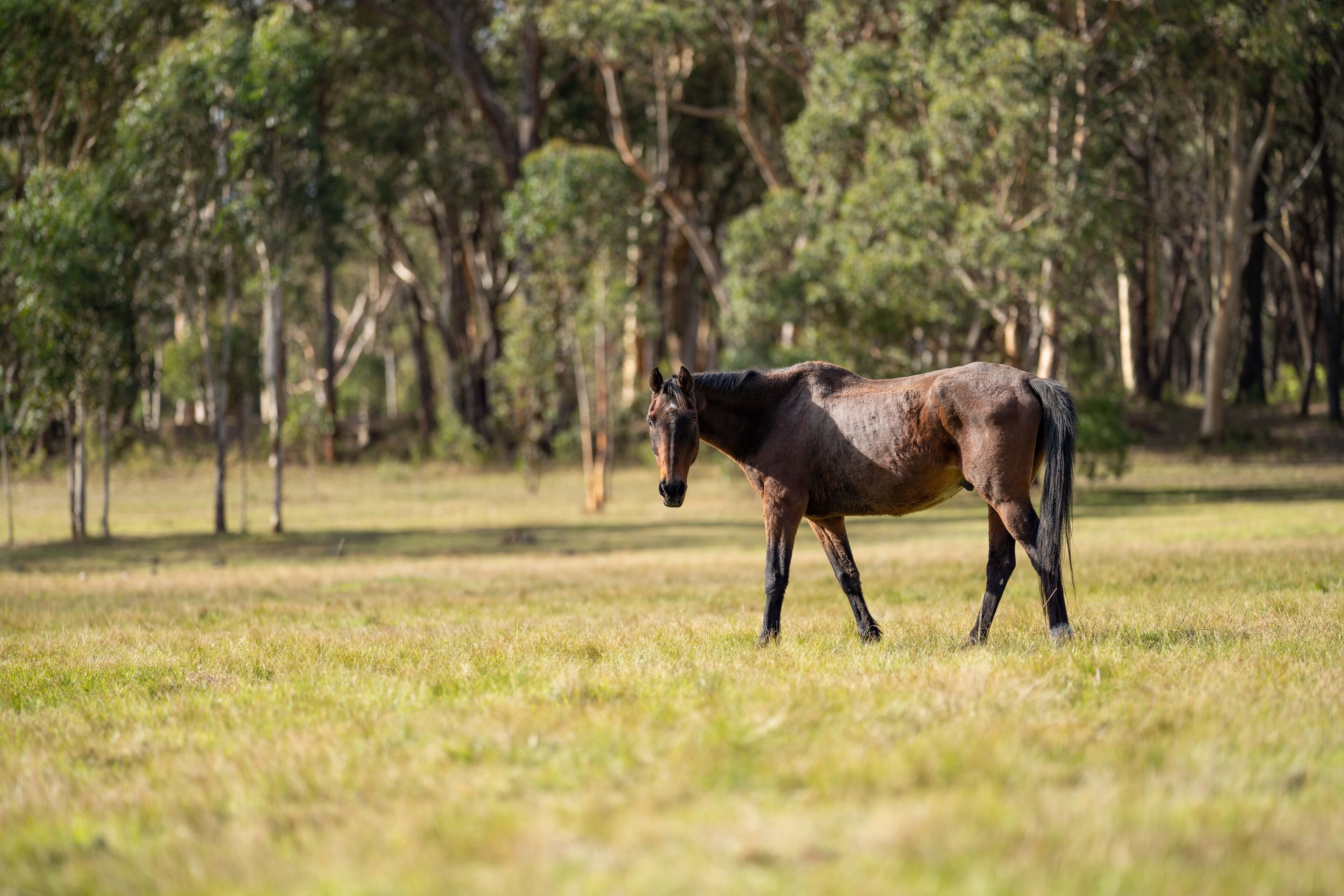 Wild horses grazing on grass on a ranch in America.