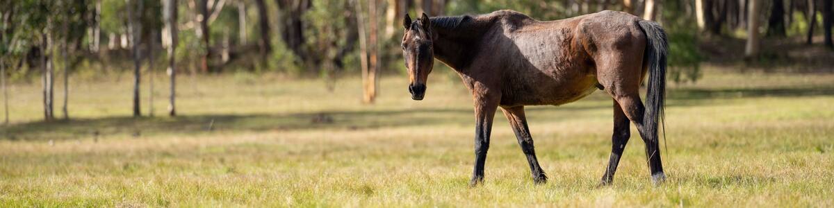 Wild horses grazing on grass on a ranch in America.