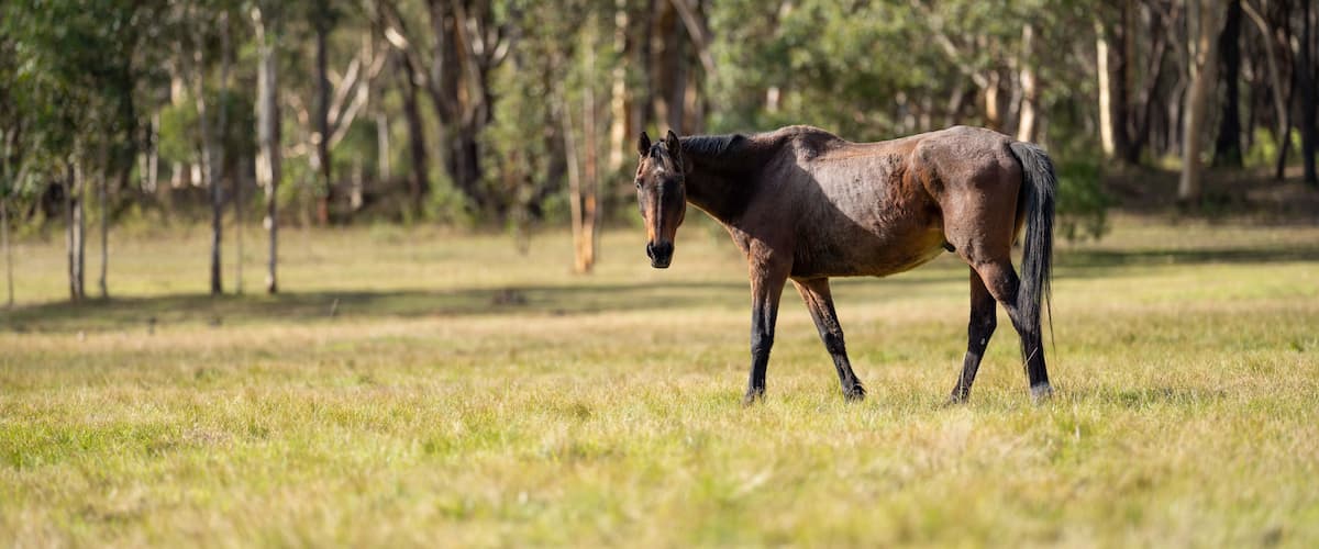 A horse in a grassy field with trees in the background.