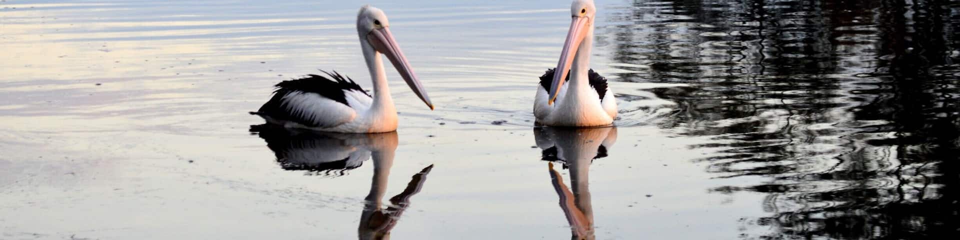 Two pelicans on a calm lake with a speed limit sign and a distant shoreline.