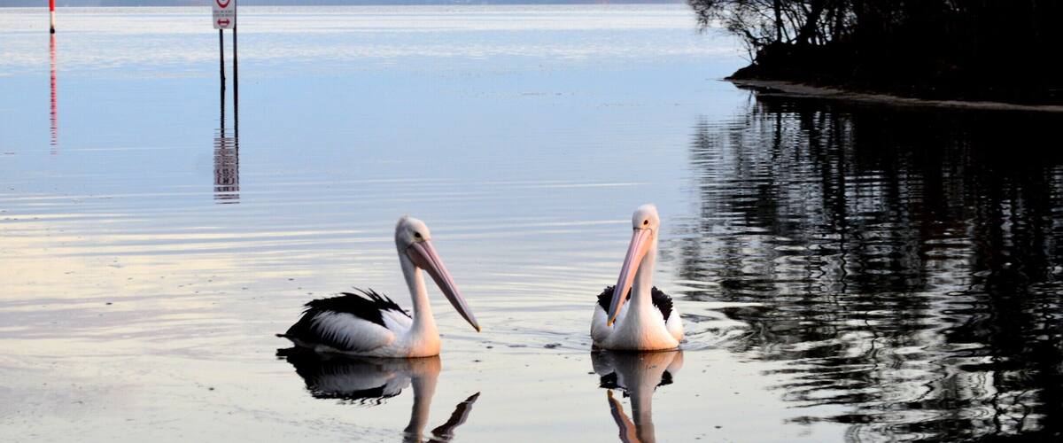 Two pelicans on a calm lake with a speed limit sign and a distant shoreline.