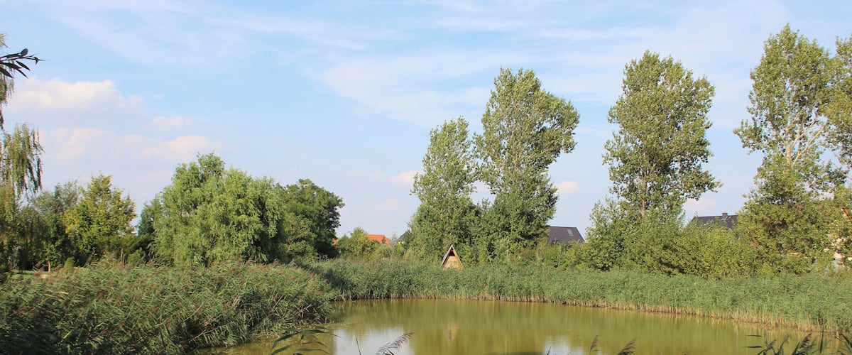 A pond surrounded by lush greenery and trees.