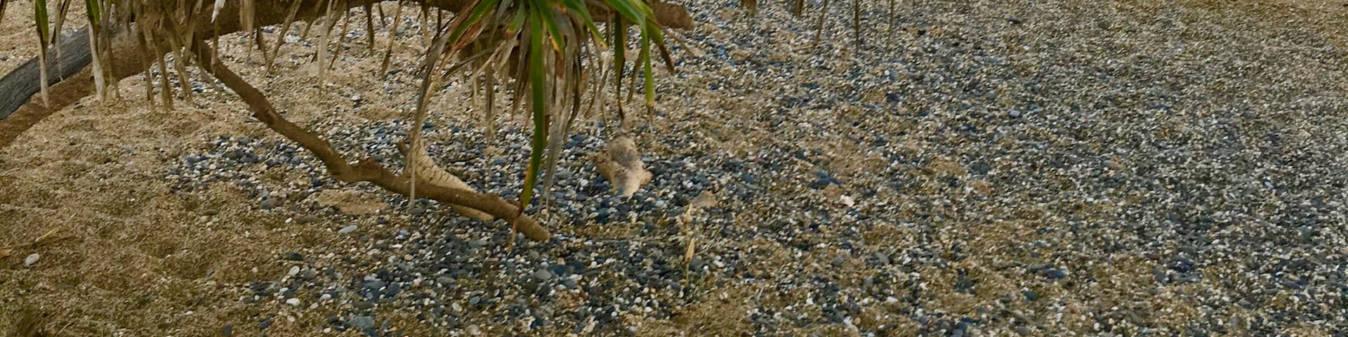 Sunset on Saphire Beach, Coffs Harbour , Australia with Pandanus tree in the foreground, Shutterstock ID 795350098, Purchase Order: Sp-1790 , Order Number: Anz-18073 Additional Destination Pods , Othe