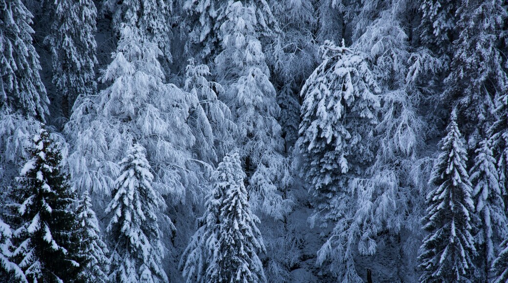 landscapes of cold and frost on the mountains