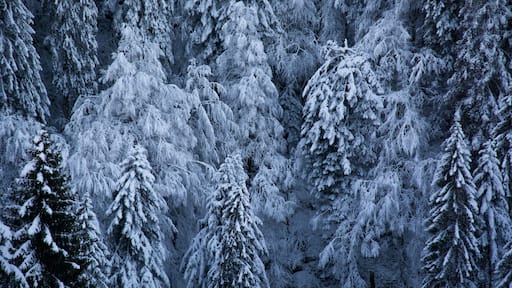 landscapes of cold and frost on the mountains