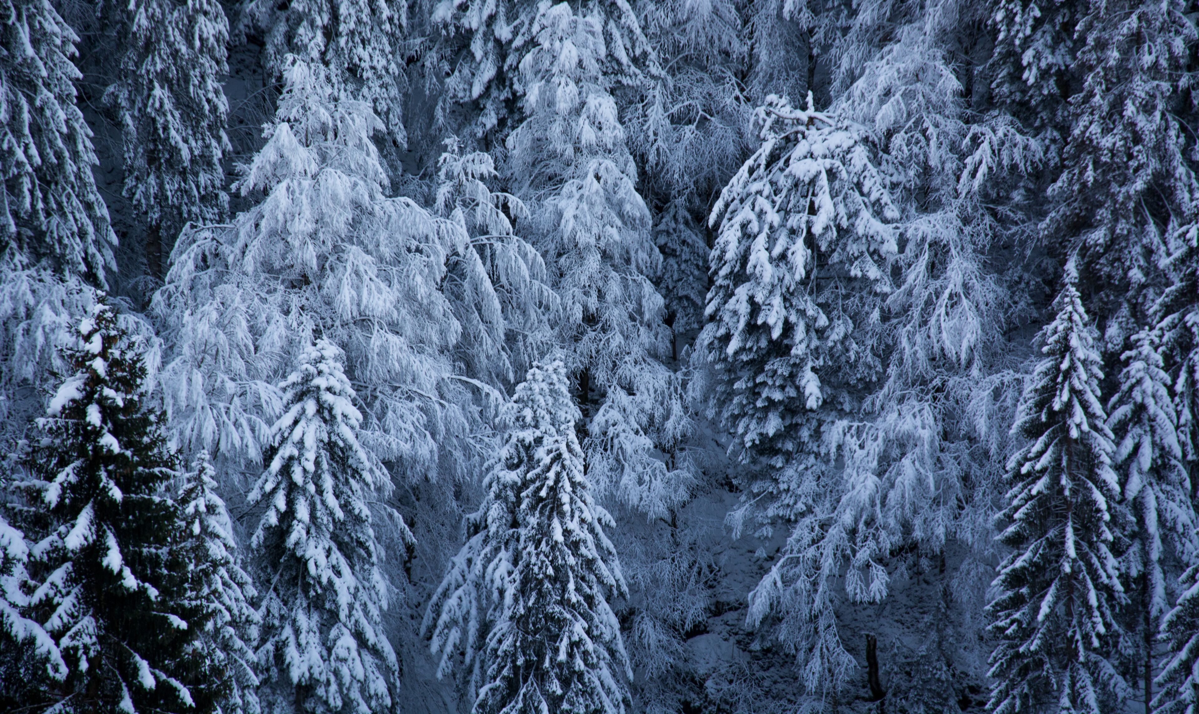 A dense forest of snow-covered coniferous trees.