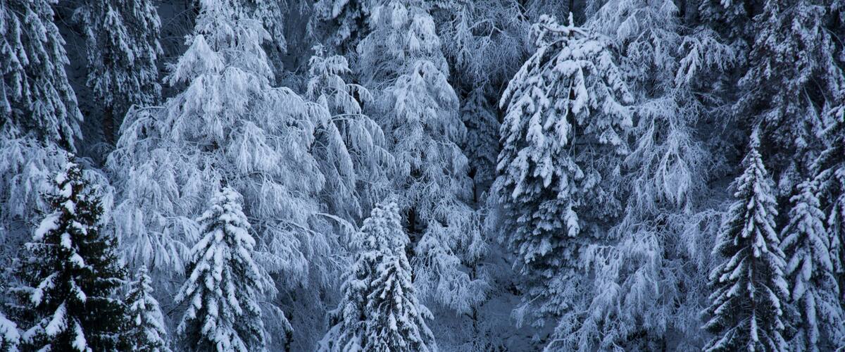A dense forest of snow-covered coniferous trees.