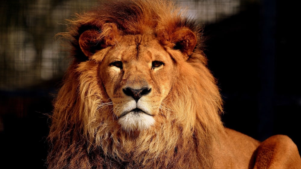 A lion with a full mane.