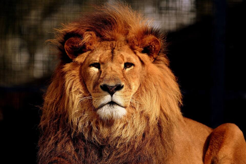 A lion with a full mane.