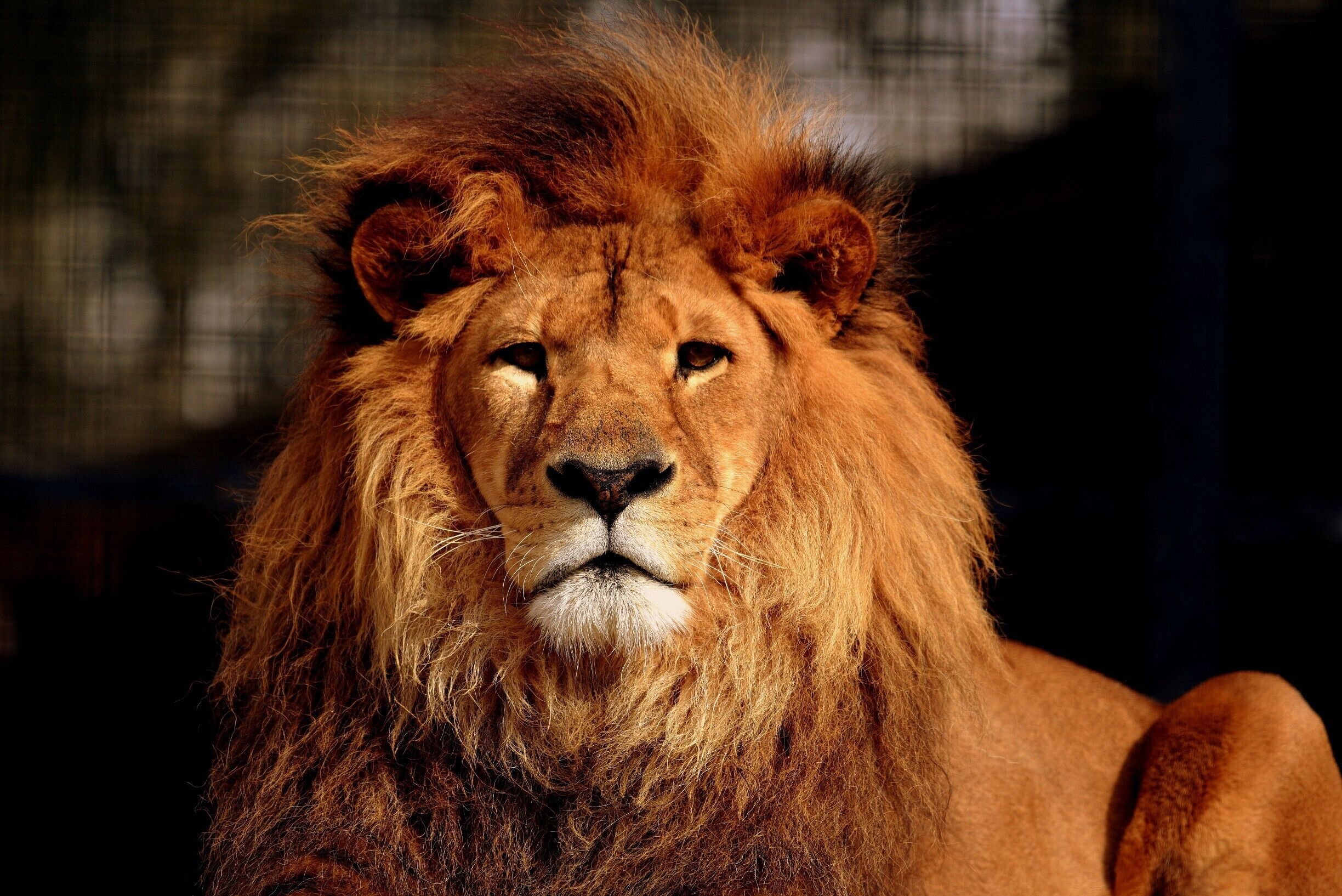 A lion with a full mane.