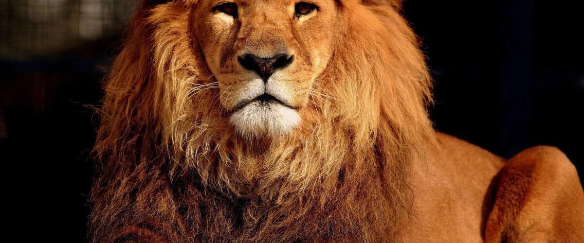 A lion with a full mane.