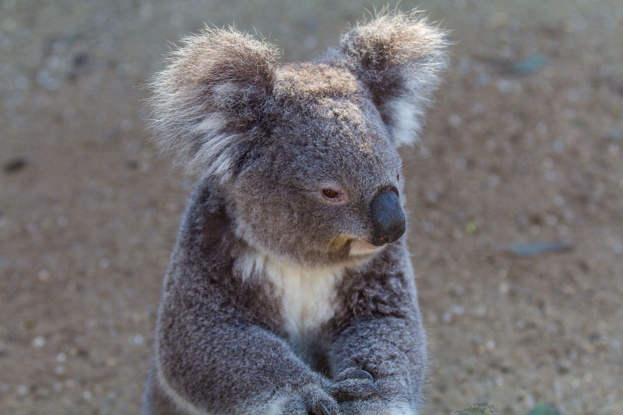 Such a great Zoo in the Hunter Valley😊💫