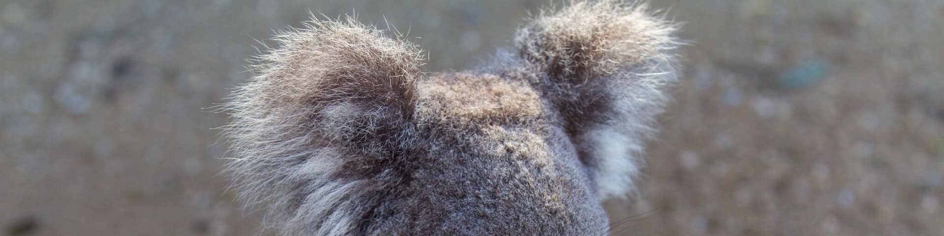 Such a great Zoo in the Hunter Valley😊💫