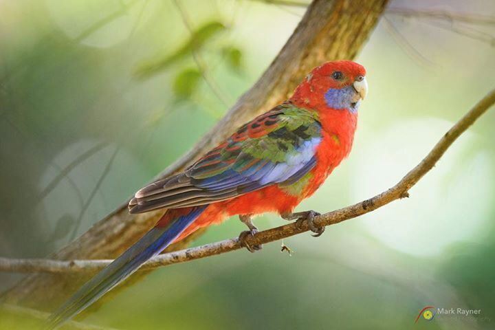So our Hunter Valley bird (myself and Dick Jenkin ) photography workshop is in full swing. We’ve taken our group to a number of coastal locations and provided some interesting challenges for them to overcome as they juggle shutter speed, aperture, iso, exposure compensation, spot v matrix metering, bright light, shadows and wind and movement. The group are lapping it all up and producing some awesome images as we now commence the second half of the workshop out in the bush.  We’re now enjoying the pleasures of the Hunter Valley vineyards as we continue our quest to find elusive species and have some fun and learning along the way. As we were leaving Newcastle and heading west we called into the Blackbutt Reserve (a must see if you are in the area) an scooted the awesome aviaries and displays. All free to the public I might add. Outside the reserve I was stalking some rosellas along a creek bed when this shot presented. A little tricky having to manually focus through leaves but I love the softness the surrounding bush gave to the early morning light. Nikon D800 Nikkor 400 f/4 VR 1/640s @ f/4 ISO 2500