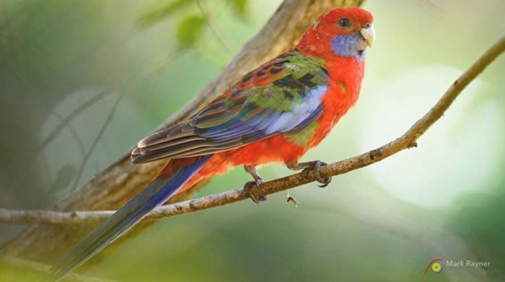 So our Hunter Valley bird (myself and Dick Jenkin ) photography workshop is in full swing. We’ve taken our group to a number of coastal locations and provided some interesting challenges for them to overcome as they juggle shutter speed, aperture, iso, exposure compensation, spot v matrix metering, bright light, shadows and wind and movement. The group are lapping it all up and producing some awesome images as we now commence the second half of the workshop out in the bush. We’re now enjoying the pleasures of the Hunter Valley vineyards as we continue our quest to find elusive species and have some fun and learning along the way. As we were leaving Newcastle and heading west we called into the Blackbutt Reserve (a must see if you are in the area) an scooted the awesome aviaries and displays. All free to the public I might add. Outside the reserve I was stalking some rosellas along a creek bed when this shot presented. A little tricky having to manually focus through leaves but I love the softness the surrounding bush gave to the early morning light. Nikon D800 Nikkor 400 f/4 VR 1/640s @ f/4 ISO 2500