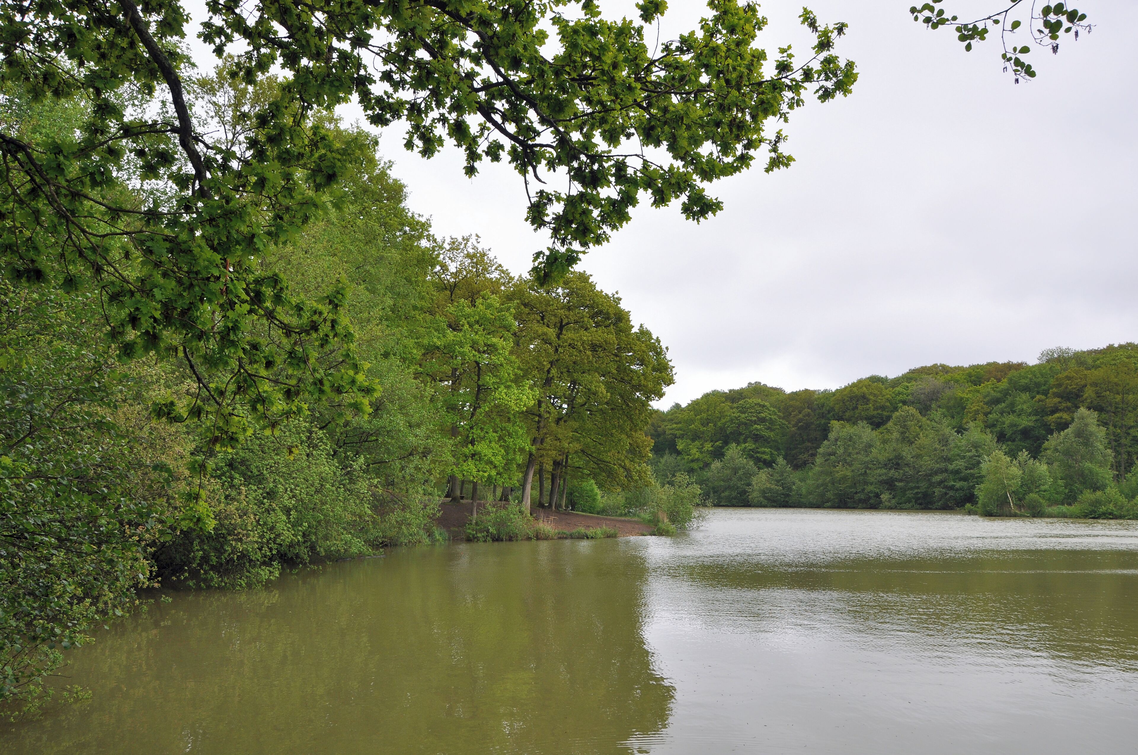 Arques (département du Pas-de-Calais, France): the pond of Harchelles in the forest of Clairmarais