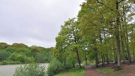 Arques (département du Pas-de-Calais, France): the pond of Harchelles in the forest of Clairmarais