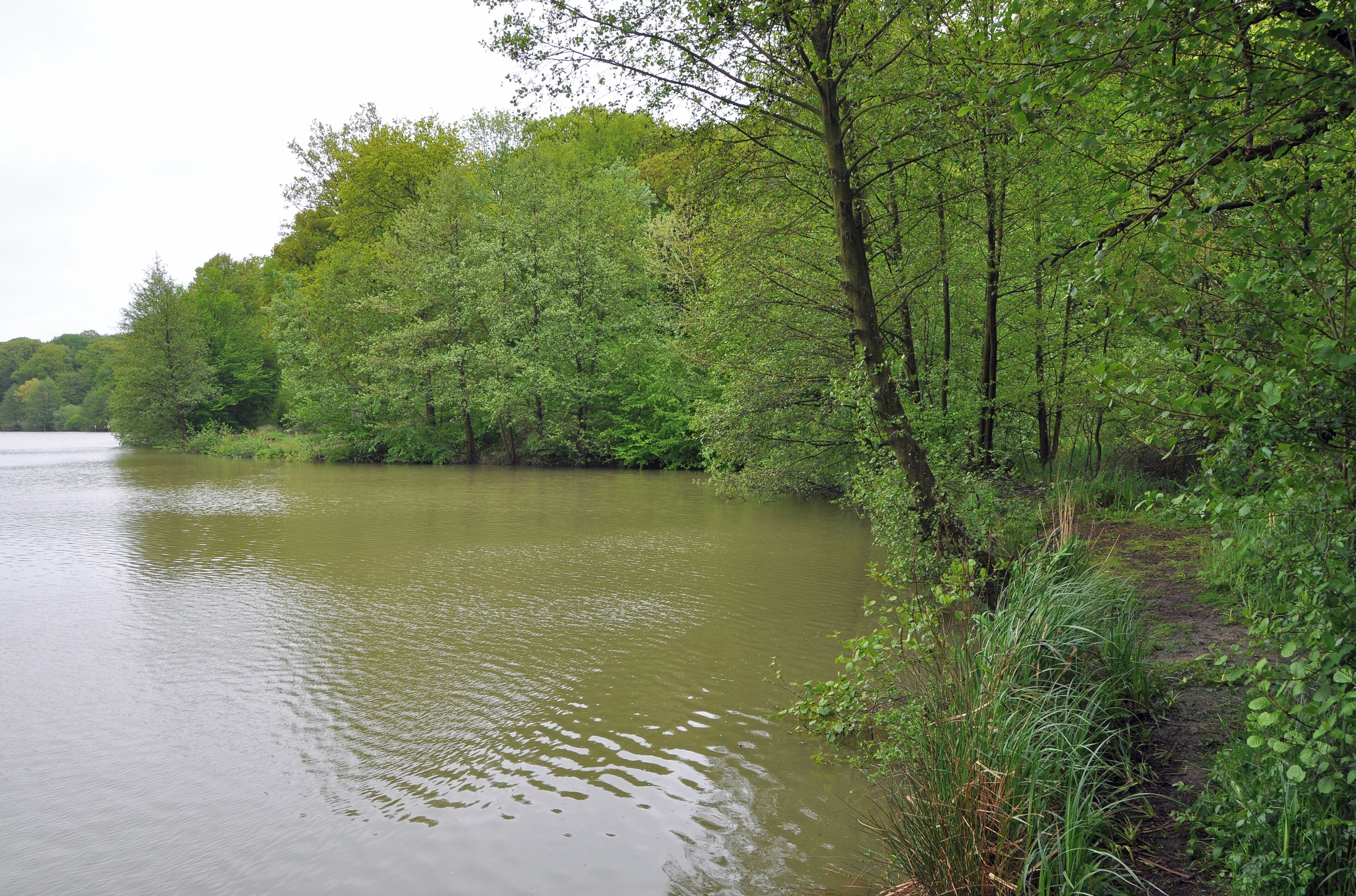 Arques (département du Pas-de-Calais, France): the pond of Harchelles in the forest of Clairmarais