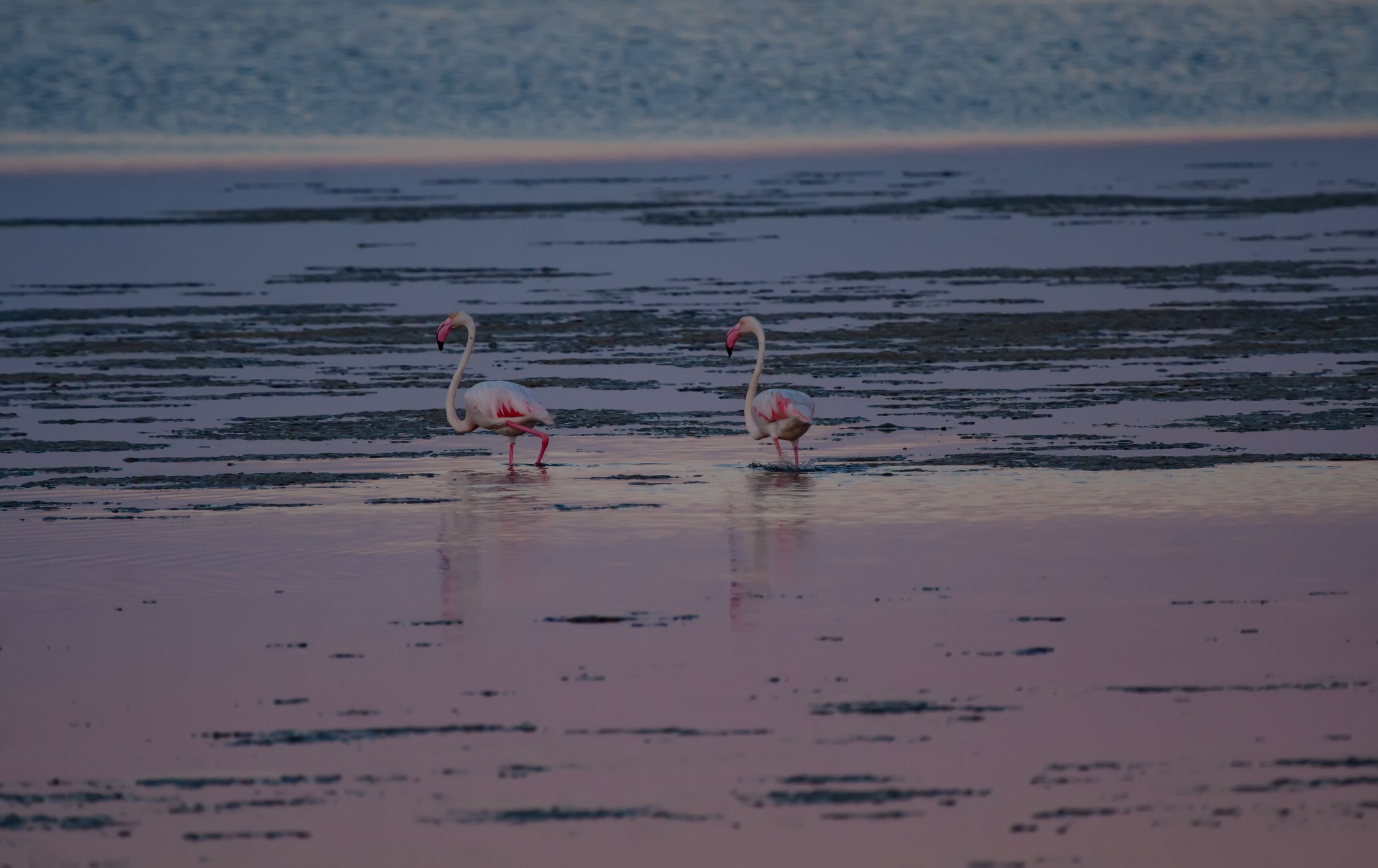 Sunset nature and flamingos. Nature habitat background.