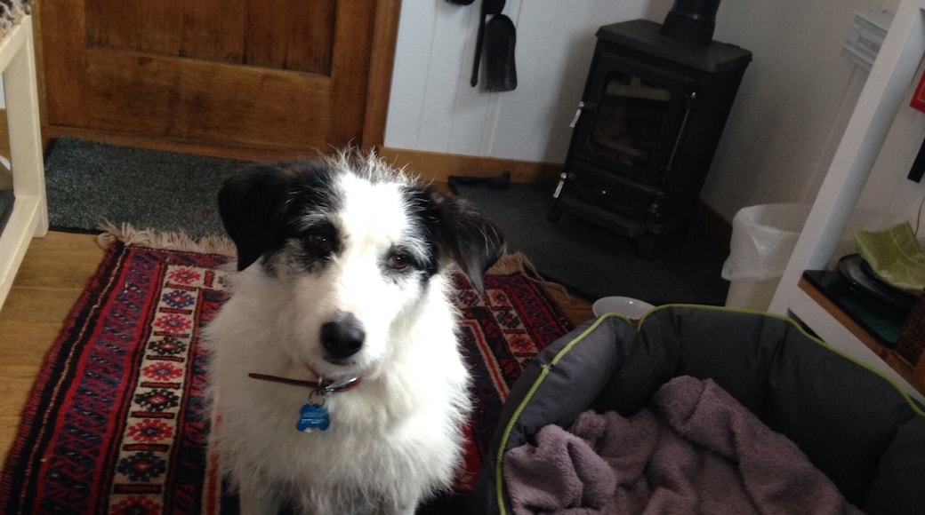 Gracie chilling in the hut 😊