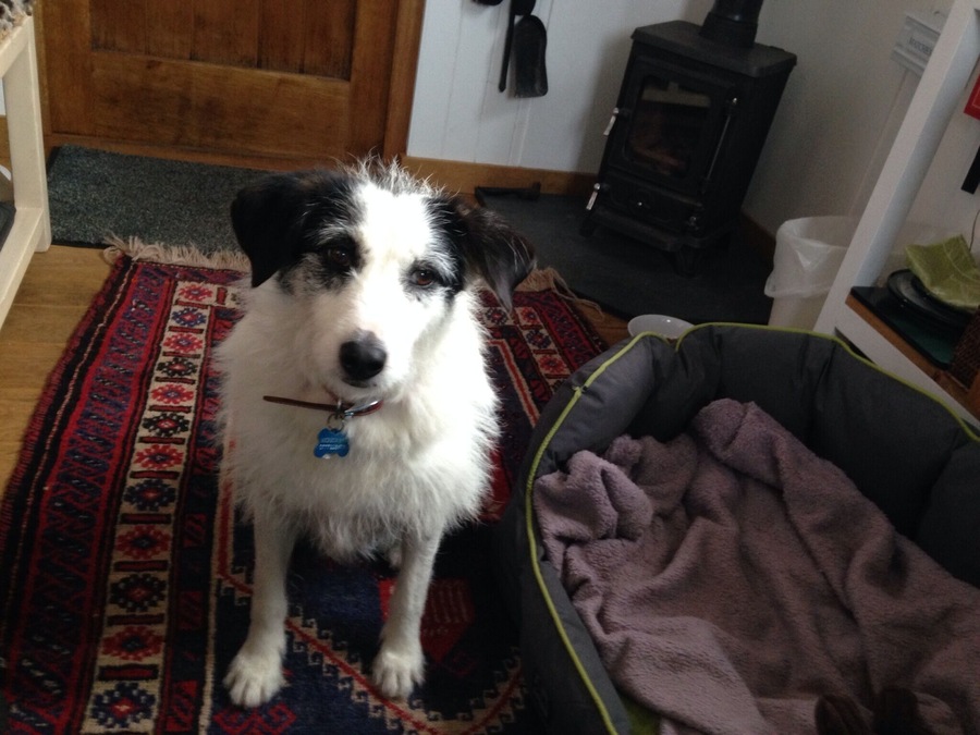 Gracie chilling in the hut 😊