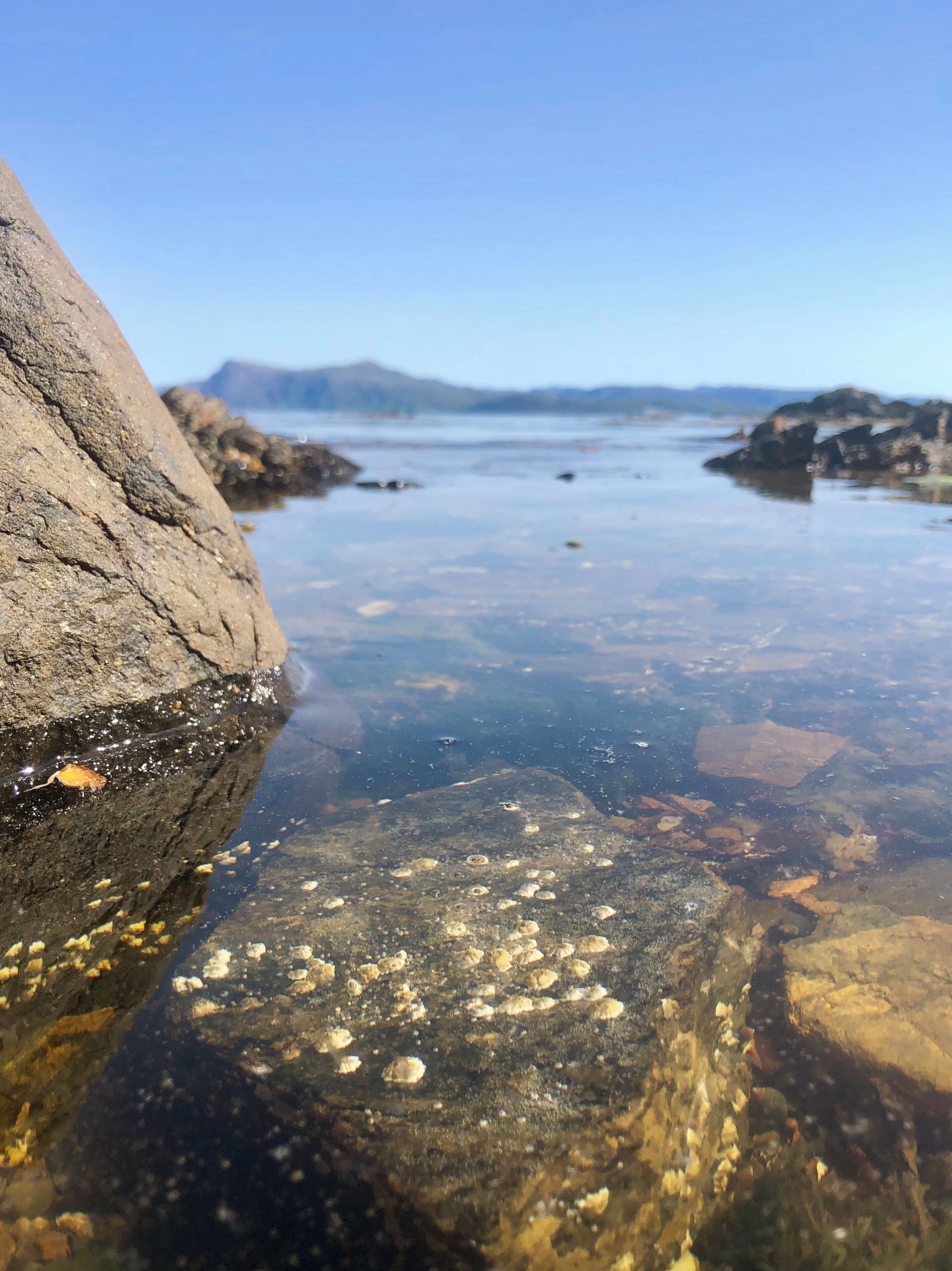A rocky shoreline with clear water revealing shells and pebbles.
