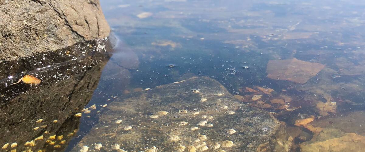 A rocky shoreline with clear water revealing shells and pebbles.