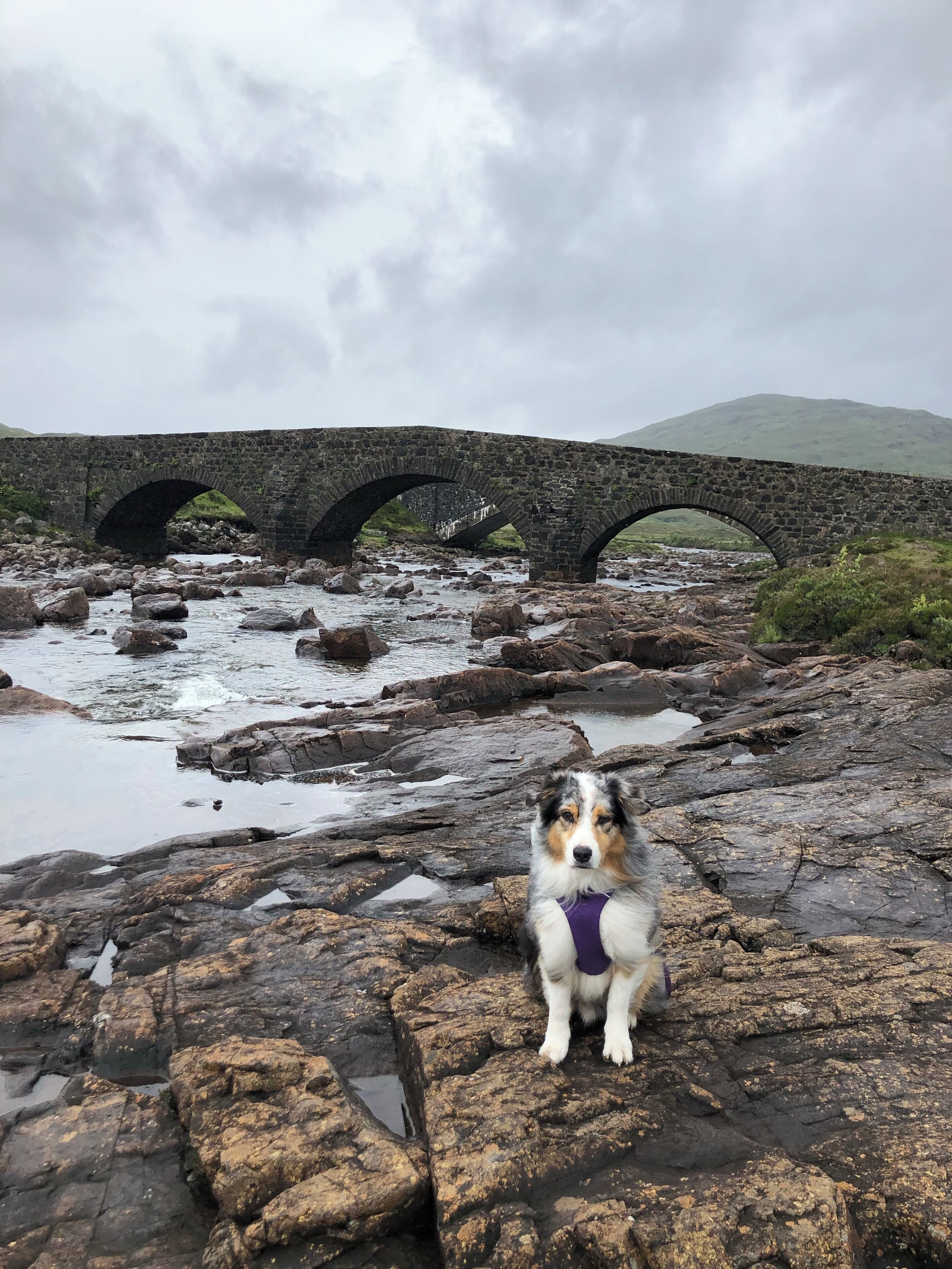A dog on rocky terrain with a stone bridge in the background.