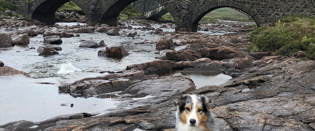 A dog on rocky terrain with a stone bridge in the background.