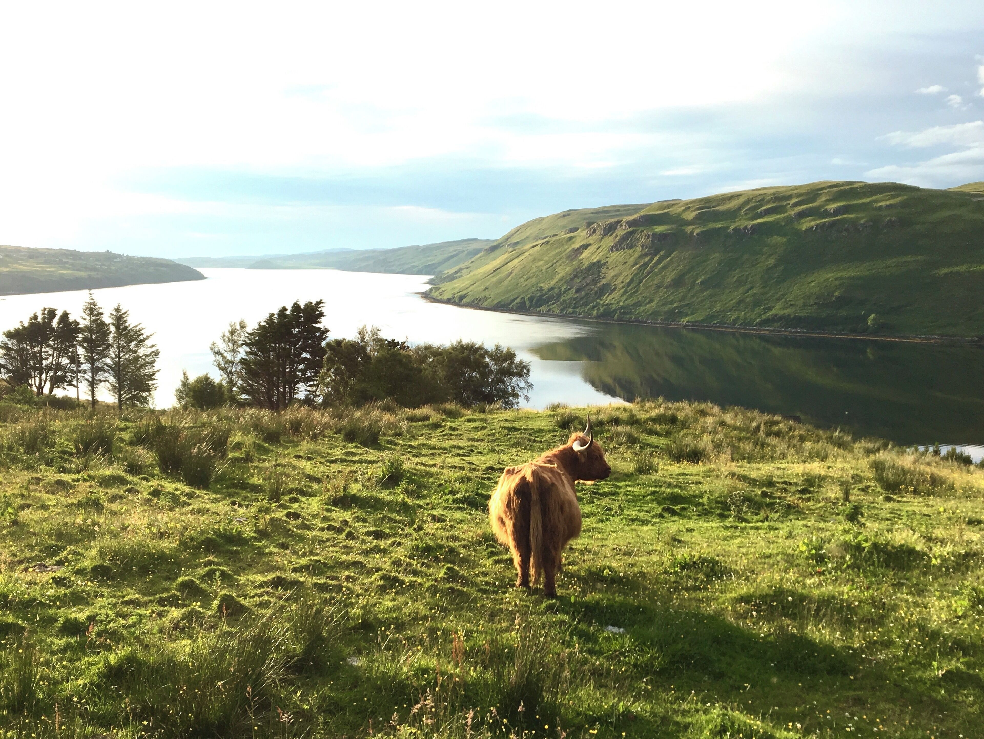 While in Scotland I wanted to see a highland cow. This was the first one. Have to say that it has a mighty great view. #trovember