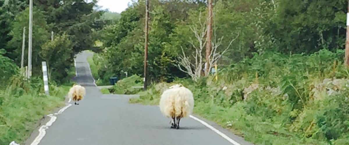 Sheep sheep and more sheep!