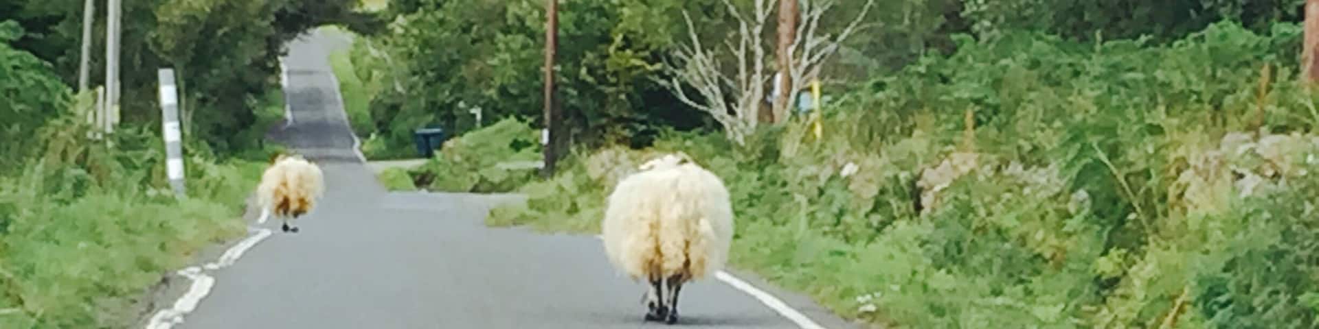 Sheep sheep and more sheep!