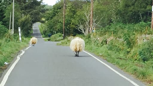 Sheep sheep and more sheep!