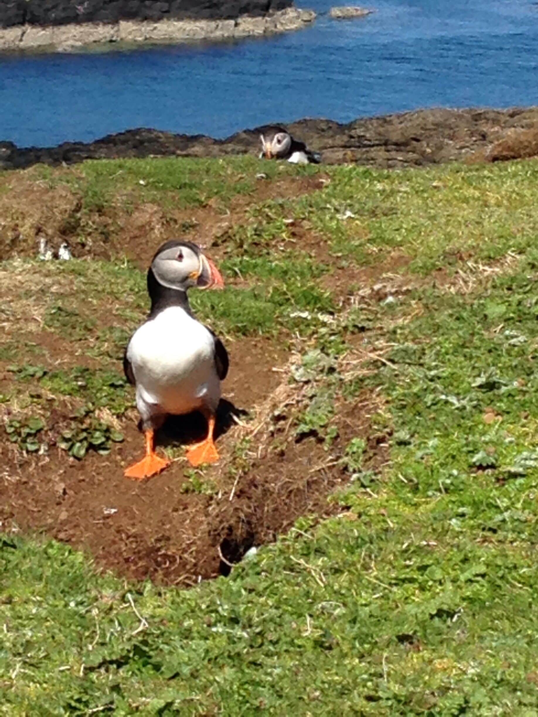 Peek a boo. Puffins on the Isle of Lunga. This is a magical trip. The puffins will just go about their business 2 feet away from you. They are fascinating and adorable to watch.
It's a little tricky getting on to the island as it is totally wild so you will be dropped on to the rocks from the ferry. You need good shoes and balance!
The tour company I used are called Staffa tours and they were great. Very helpful.
