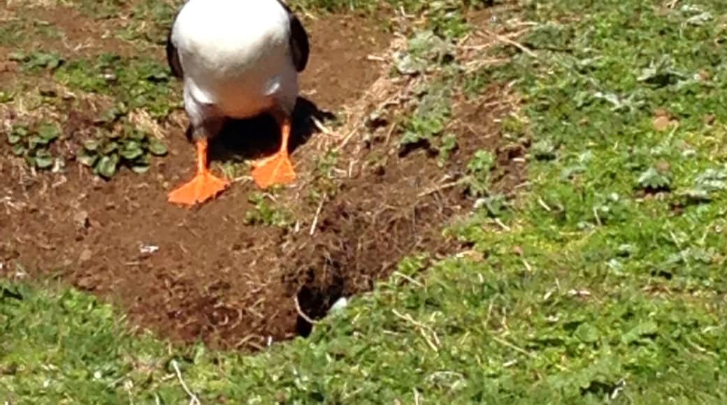 Peek a boo. Puffins on the Isle of Lunga. This is a magical trip. The puffins will just go about their business 2 feet away from you. They are fascinating and adorable to watch.
It's a little tricky getting on to the island as it is totally wild so you will be dropped on to the rocks from the ferry. You need good shoes and balance!
The tour company I used are called Staffa tours and they were great. Very helpful.