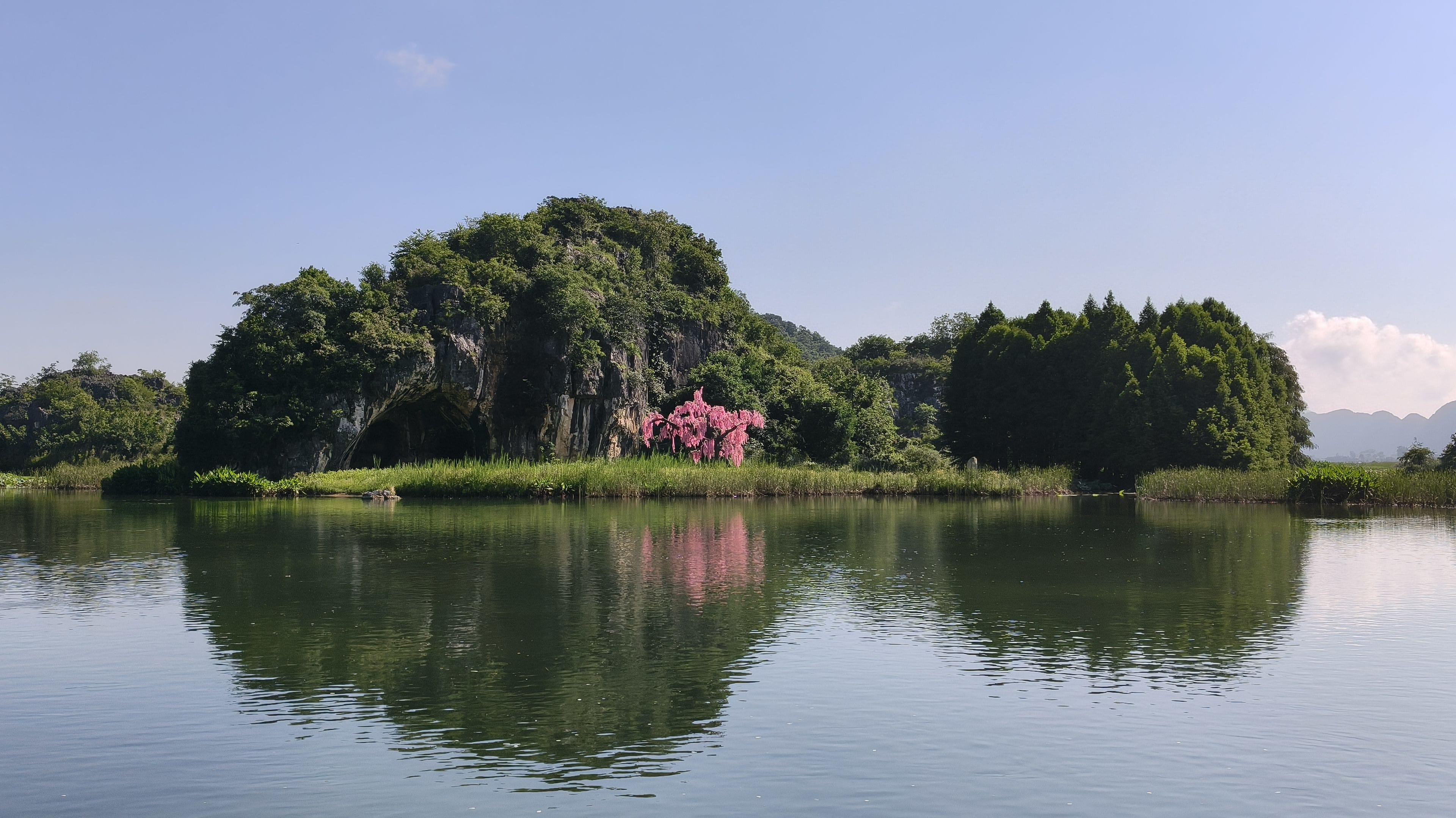 Un lac paisible dont les eaux reflètent une forêt dense et un arbre à fleurs roses particulièrement visible.
