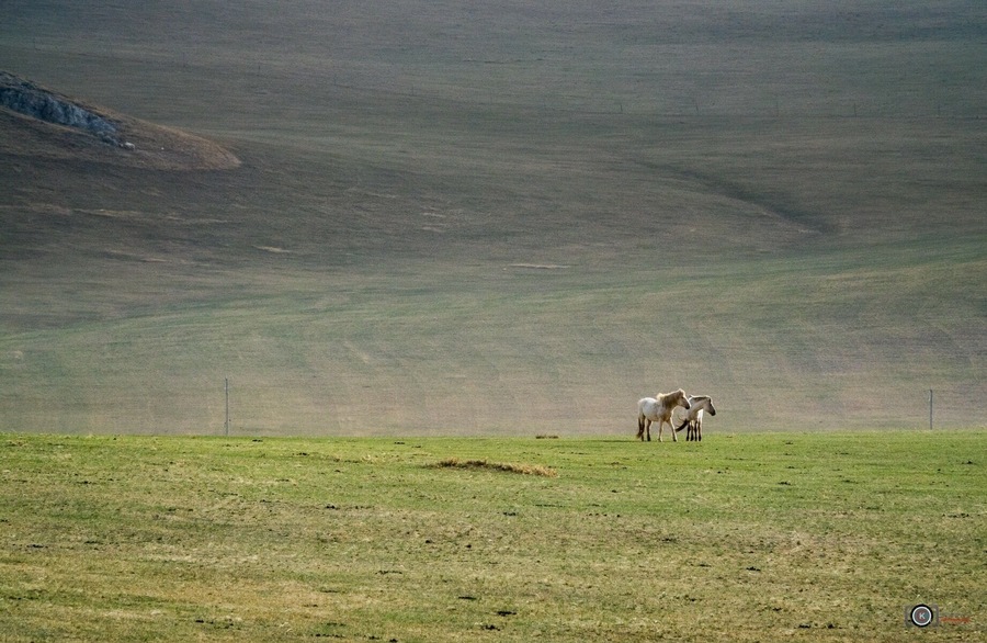 Couple II 锡林浩特 Xinlinhot  Inner Mongolia
"人生過客匆匆,相機抓住每個剎那,與我擦肩而過的人和事"