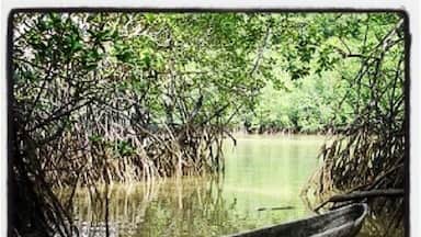A canoe in a mangrove forest with water reflecting the trees.