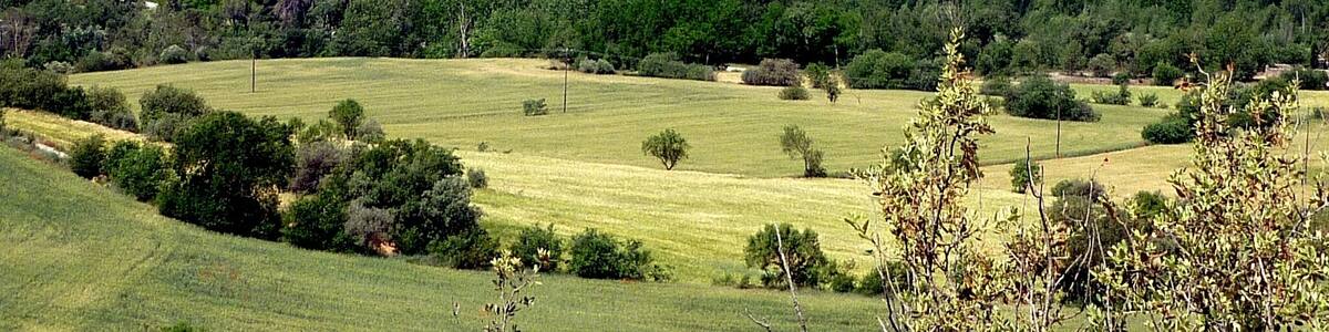 Un paysage vallonné, avec de vastes forêts et des champs à perte de vue.