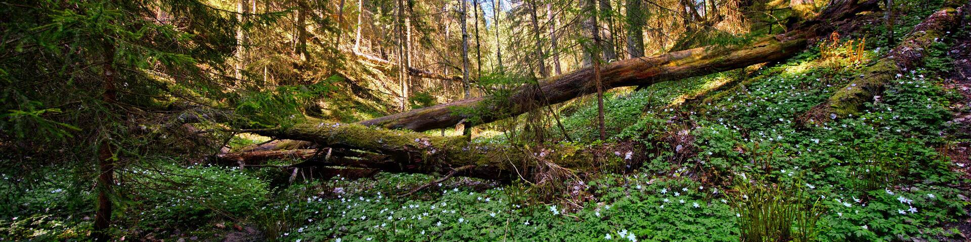 Enchanted valley at the Ryfors Gammelskog natural reserve