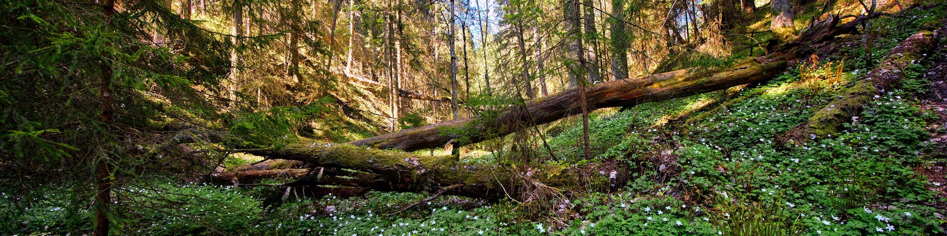 Enchanted valley at the Ryfors Gammelskog natural reserve