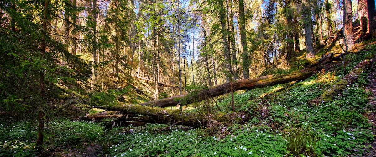 A forest with a fallen tree, green undergrowth, and white flowers.