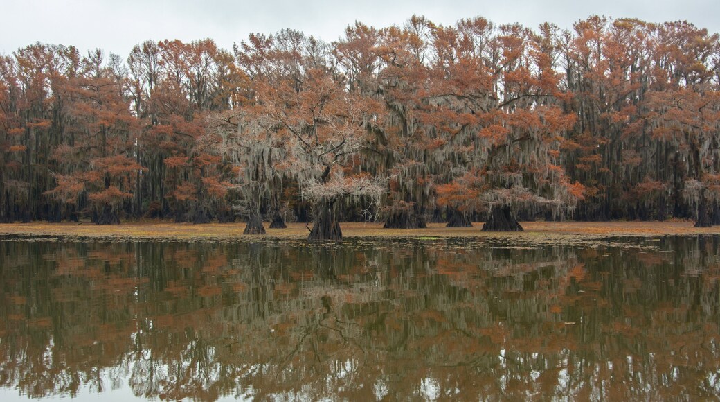 Dramatic view on the Caddo Lake in fall with red cypress trees reflecting the water in Texas, USA
