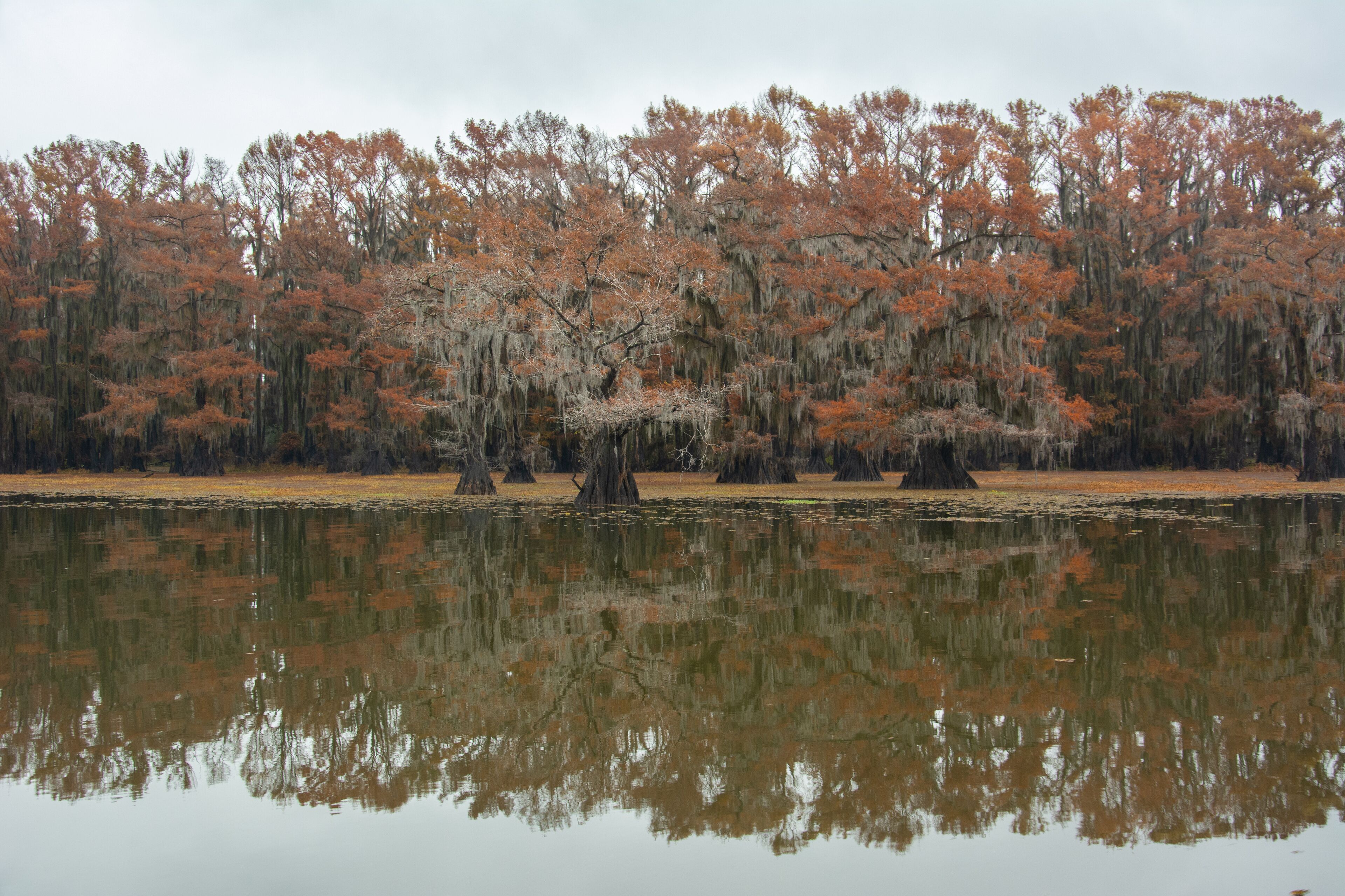A calm lake reflecting trees with autumn foliage and Spanish moss.