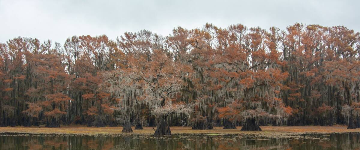 A calm lake reflecting trees with autumn foliage and Spanish moss.